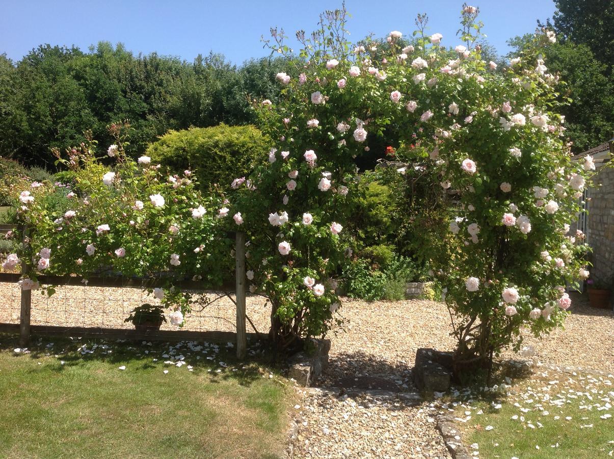 Sleepy Hollow Cottages Somerton  Esterno foto